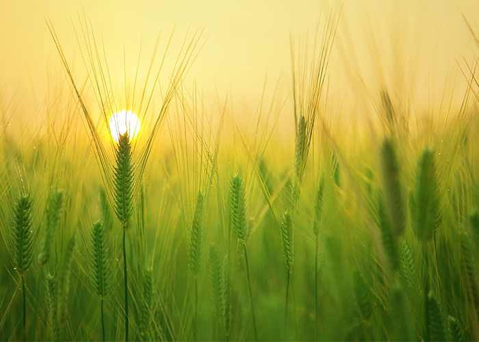 barley field