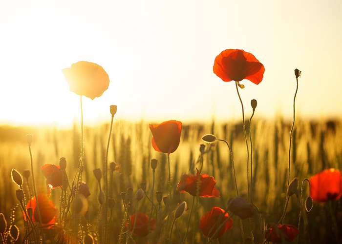 Sunlight Poppies